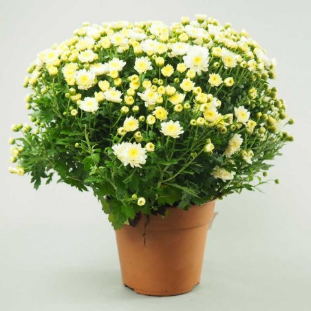 POT DE CHRYSANTHEME