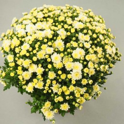 FLEURS DE CHRYSANTHEMES
