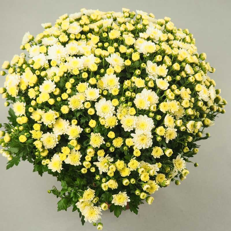 FLEURS DE CHRYSANTHEMES