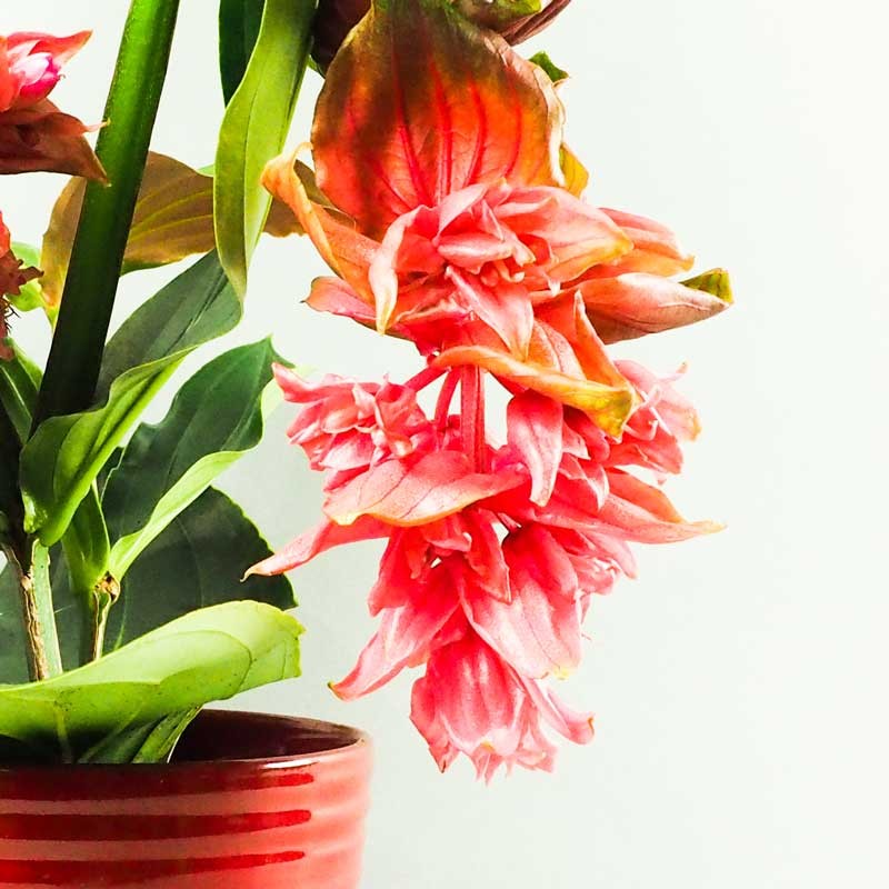 GROS PLAN SUR UNE FLEUR DE MEDINILLA