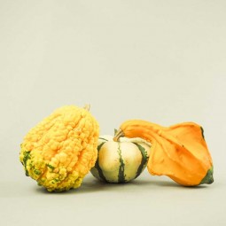 Coloquintes Décoratives - Couleurs Automnales Éclatantes