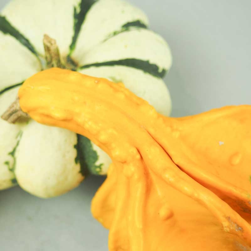 Coloquintes Décoratives - Couleurs Automnales Éclatantes