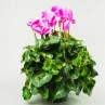cyclamen