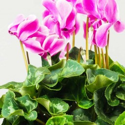 Cyclamen en Pot  Variétés à Découvrir