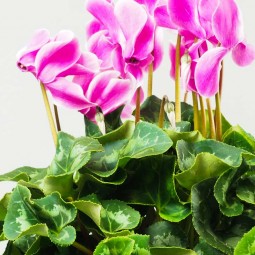 Cyclamen en Pot  Variétés à Découvrir