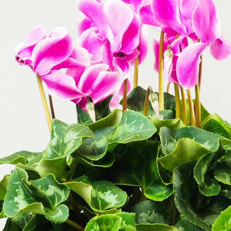Cyclamen en Pot  Variétés à Découvrir