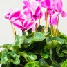 Cyclamen en Pot  Variétés à Découvrir