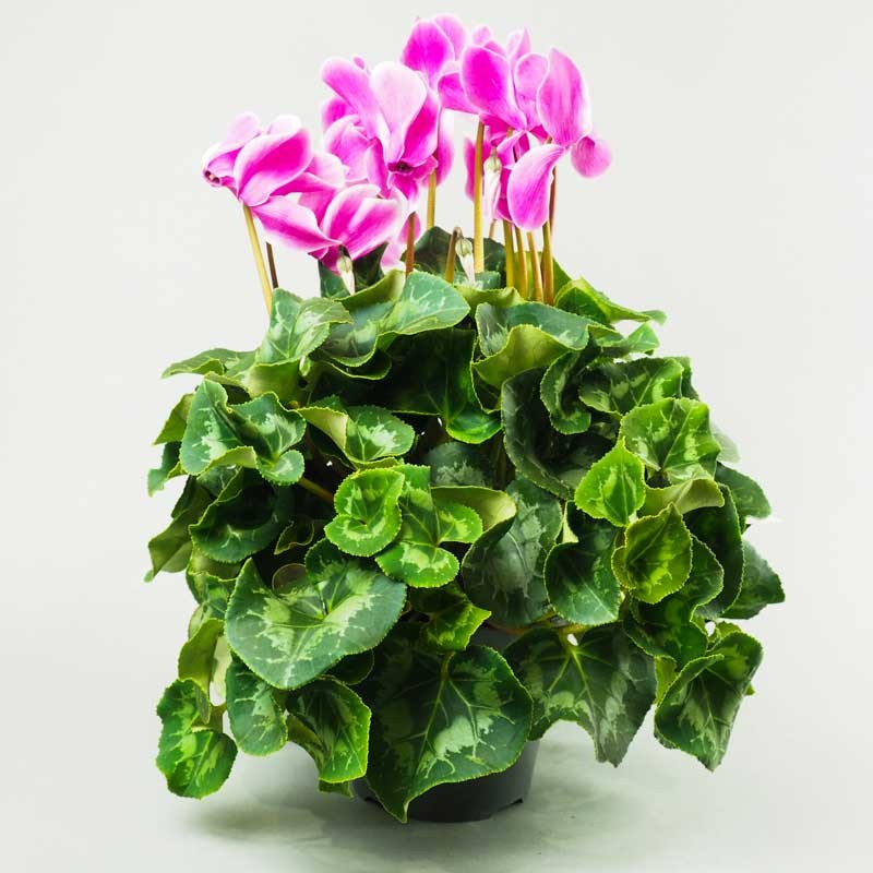 CYCLAMEN