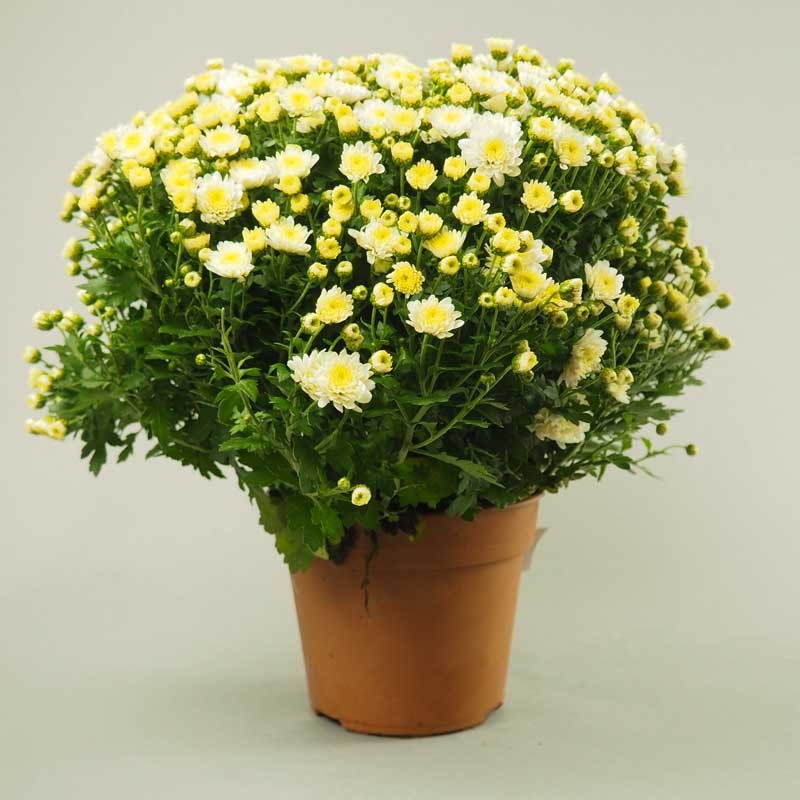 Votre pot de chrysanthème livré dans les cimetières parisiens pour la Toussaint