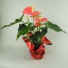 anthurium dans son habit rouge