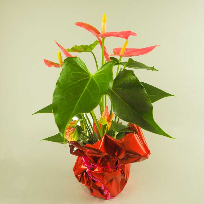anthurium dans son habit rouge