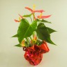 anthurium dans son habit rouge