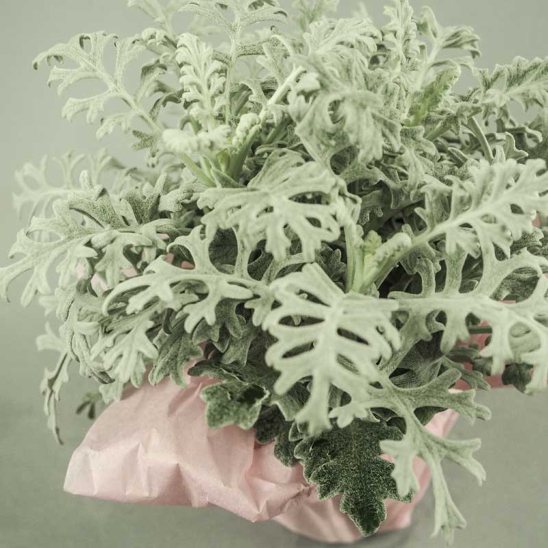 Cinéraire maritime élégante et facile à cultiver