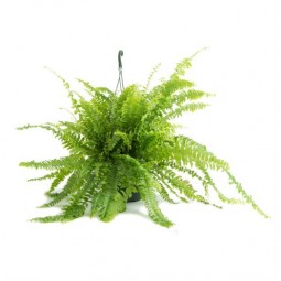 Fougère de Boston ou Nephrolepis exaltata