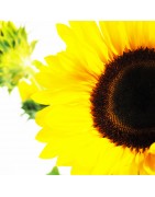 C'est l' été profitez de notre offre découverte 5 roses offertes